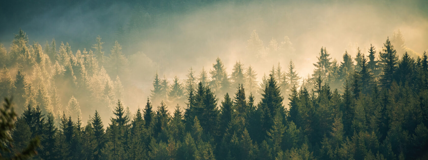 banne_bos_isox green