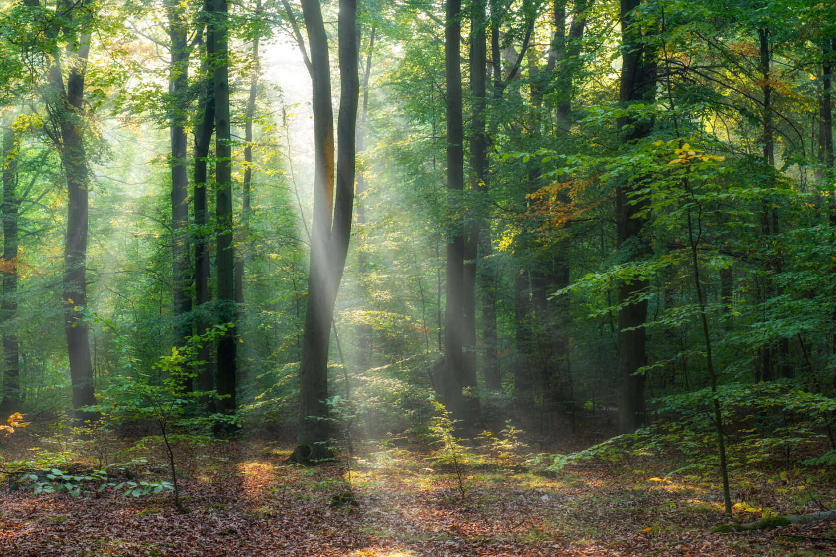 achtergrond_iSOX The Green Waterproof